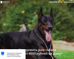 Скриншот страницы сайта kupiruem-ushi.ru